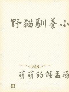 野猫驯养小说