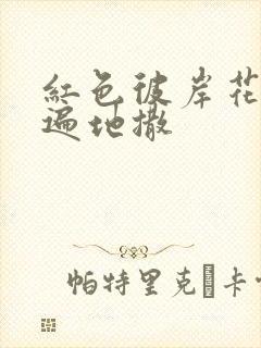 红色彼岸花花瓣遍地撒