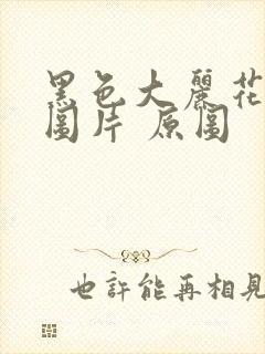 黑色大丽花真实图片 原图