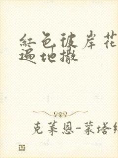 红色彼岸花花瓣遍地撒