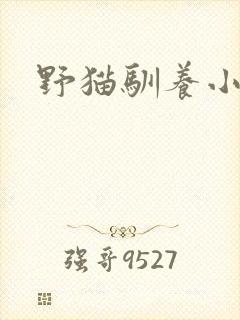 野猫驯养小说