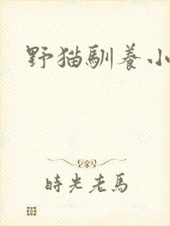 野猫驯养小说