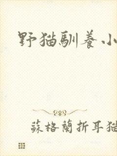 野猫驯养小说