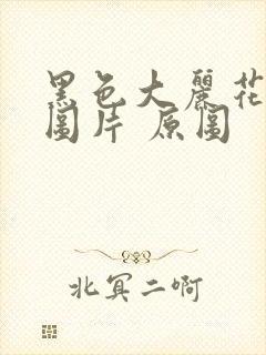 黑色大丽花真实图片 原图