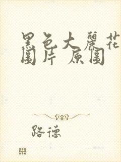 黑色大丽花真实图片 原图封面