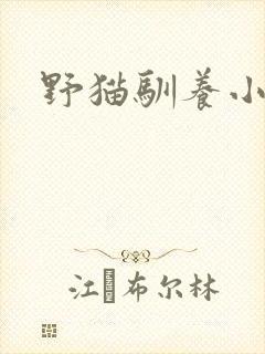 野猫驯养小说封面