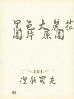 黑色大丽花真实图片 原图