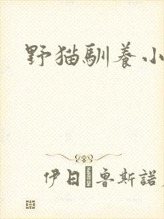 野猫驯养小说