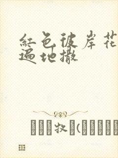 红色彼岸花花瓣遍地撒