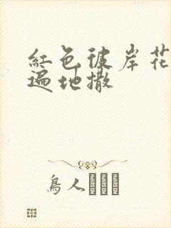 红色彼岸花花瓣遍地撒