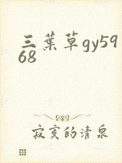 三叶草gy5968
