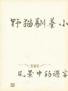 野猫驯养小说