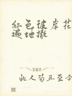 红色彼岸花花瓣遍地撒