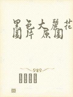 黑色大丽花真实图片 原图