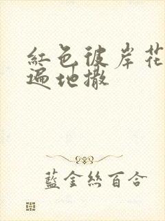 红色彼岸花花瓣遍地撒