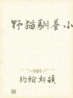 野猫驯养小说封面