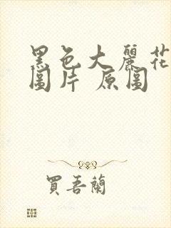 黑色大丽花真实图片 原图