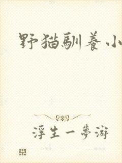 野猫驯养小说