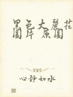 黑色大丽花真实图片 原图封面