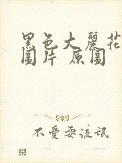 黑色大丽花真实图片 原图