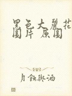 黑色大丽花真实图片 原图封面