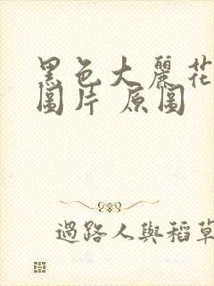 黑色大丽花真实图片 原图