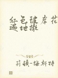 红色彼岸花花瓣遍地撒