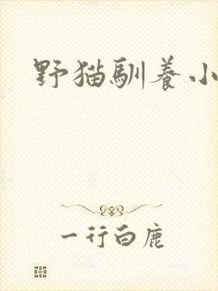 野猫驯养小说