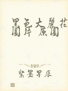 黑色大丽花真实图片 原图