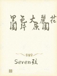 黑色大丽花真实图片 原图