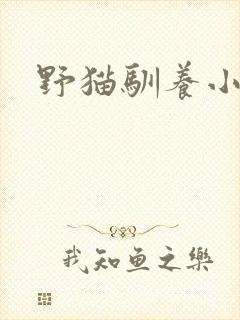 野猫驯养小说