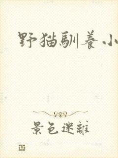 野猫驯养小说