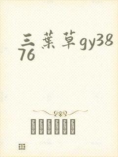 三叶草gy3876
