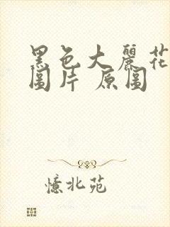 黑色大丽花真实图片 原图封面