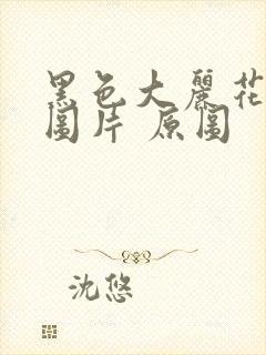 黑色大丽花真实图片 原图