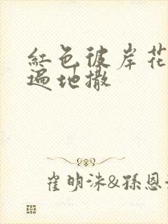 红色彼岸花花瓣遍地撒