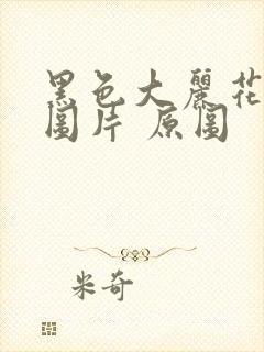 黑色大丽花真实图片 原图