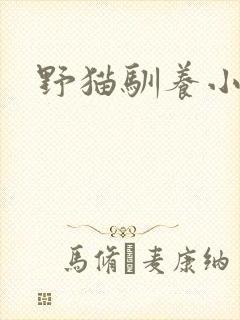 野猫驯养小说封面