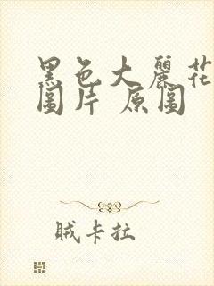 黑色大丽花真实图片 原图