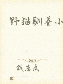 野猫驯养小说