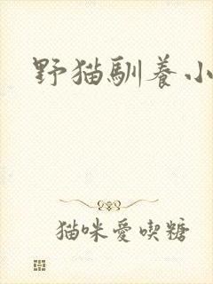 野猫驯养小说