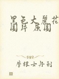 黑色大丽花真实图片 原图封面