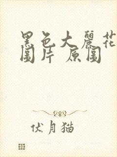 黑色大丽花真实图片 原图