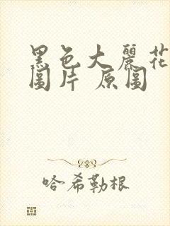 黑色大丽花真实图片 原图封面