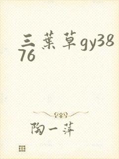三叶草gy3876