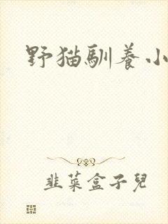 野猫驯养小说
