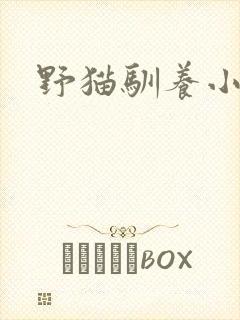 野猫驯养小说