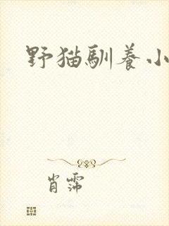 野猫驯养小说封面