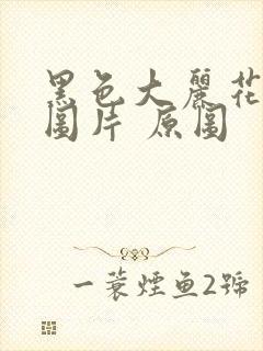 黑色大丽花真实图片 原图