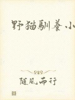 野猫驯养小说封面